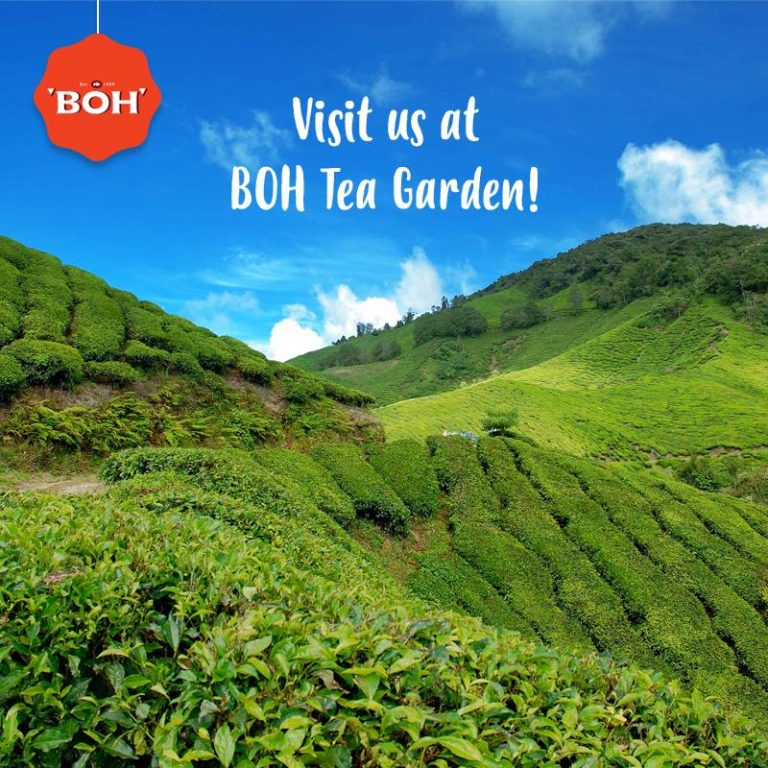 Boh Tea Garden