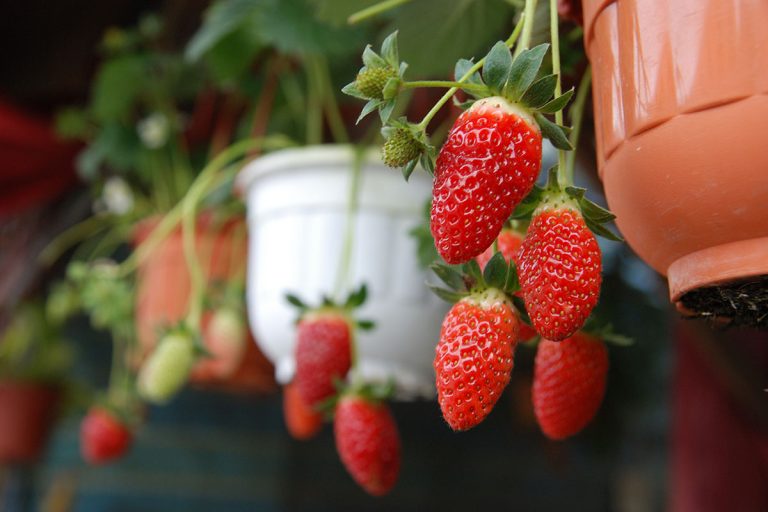 strawberry farm